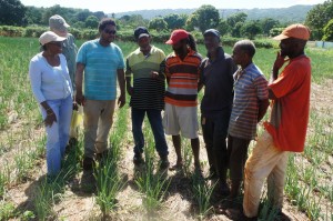 Farmer Field School training 